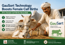 GauSort Technology Boosts Female Calf Births